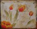 tulipány 3 -.jpg